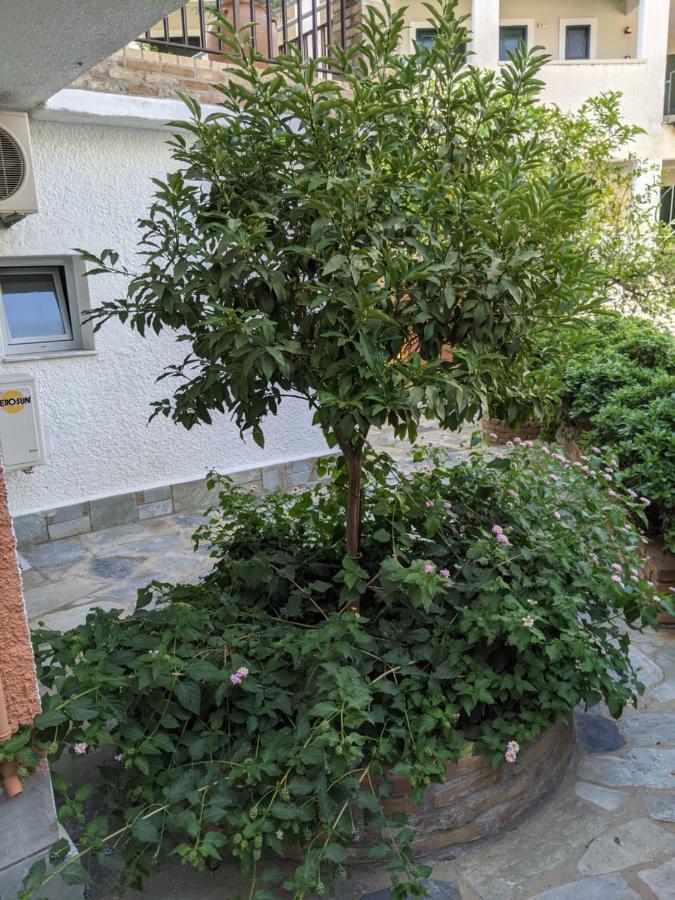 גאוביה Hotel Omirico מראה חיצוני תמונה